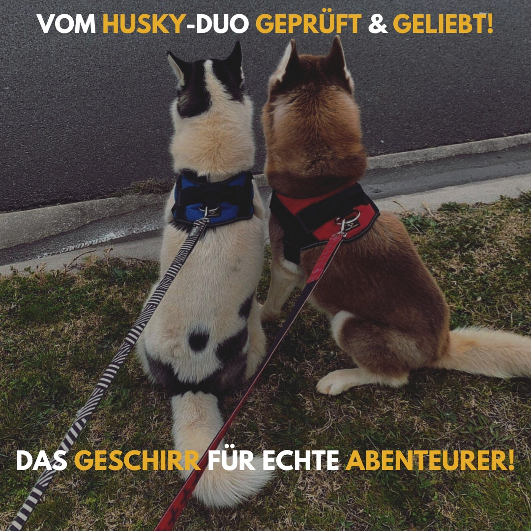 Personalisierbares Anti-Zug Hundegeschirr | Verstellbar & Hochwertig | für Kleine & Große Hunde